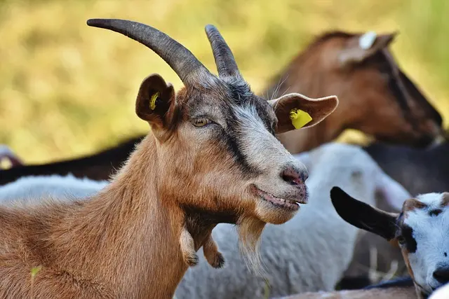 goat-4366206_640