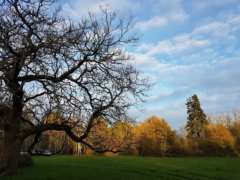 jardin-helys-parc1