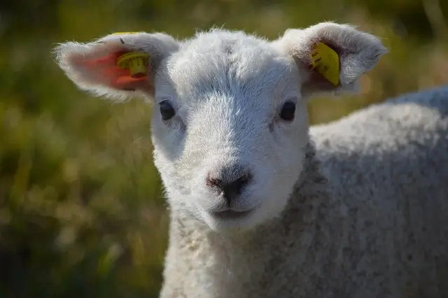 lamb-3431395_640