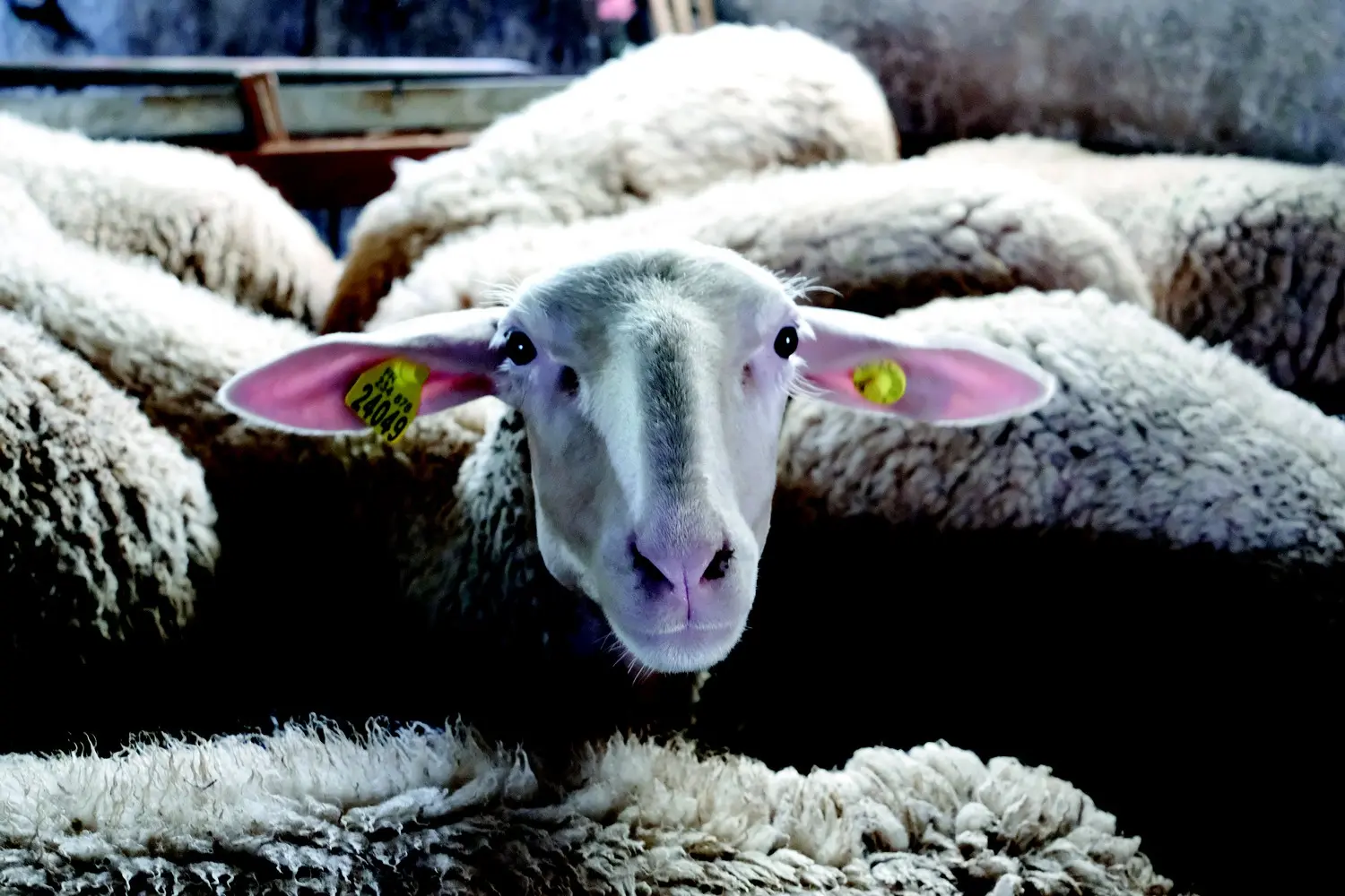 lou leygnac-DSCF2137