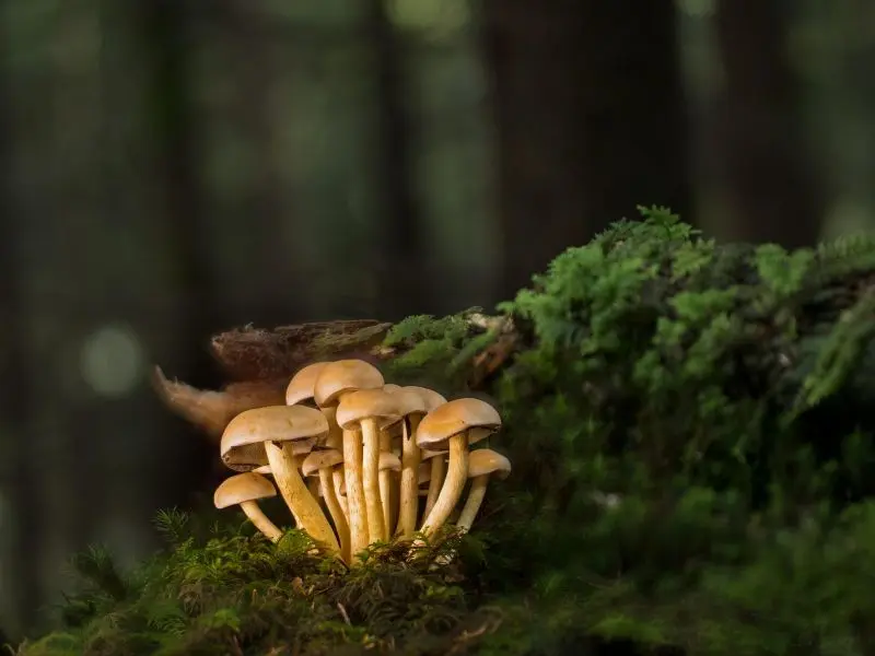 mushrooms©Andreas de Pixabay