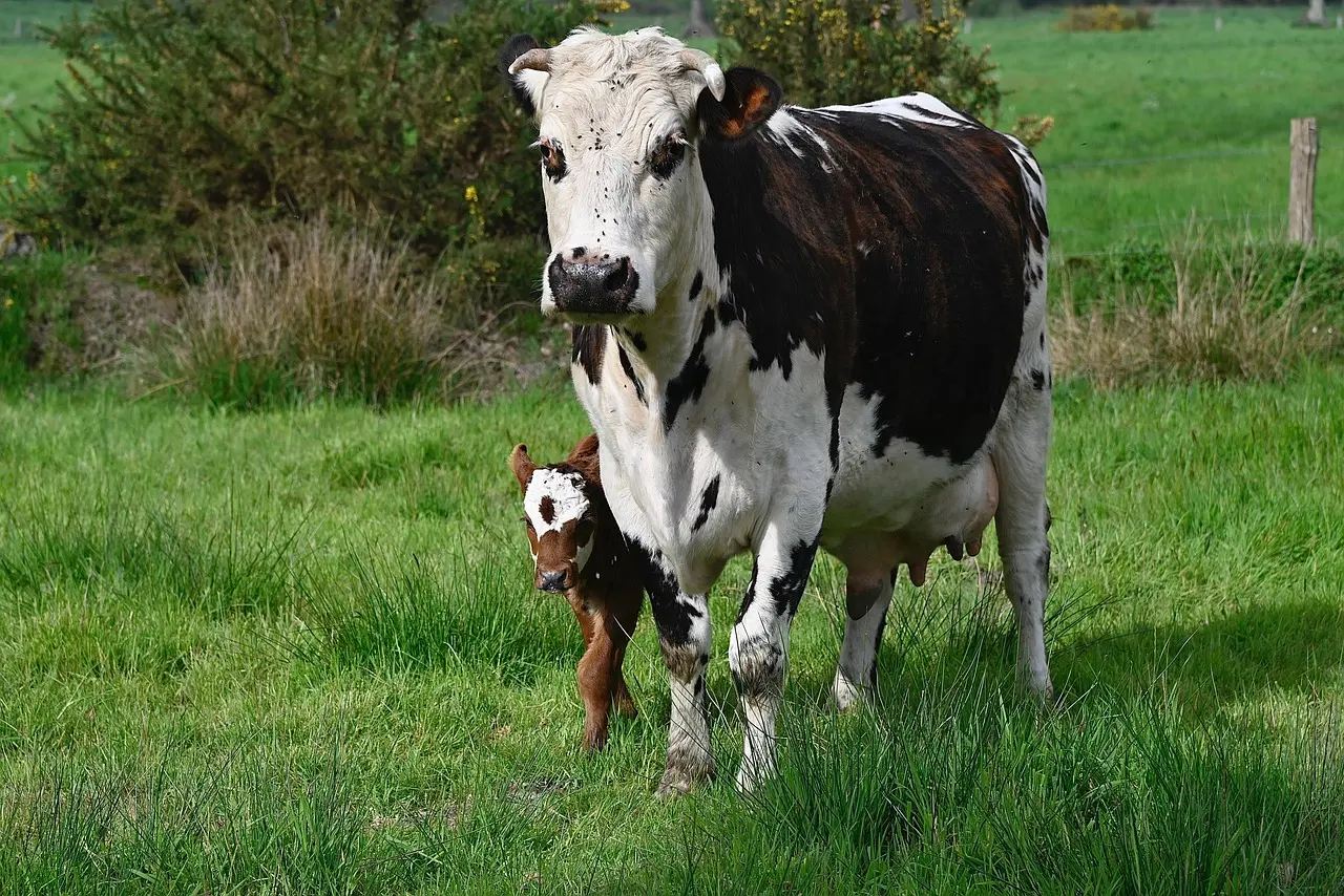 norman-cow-7973959_1280
