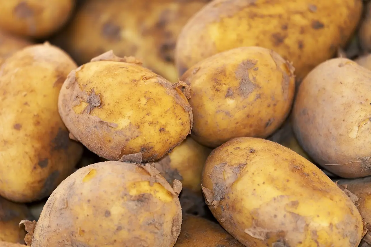 patates