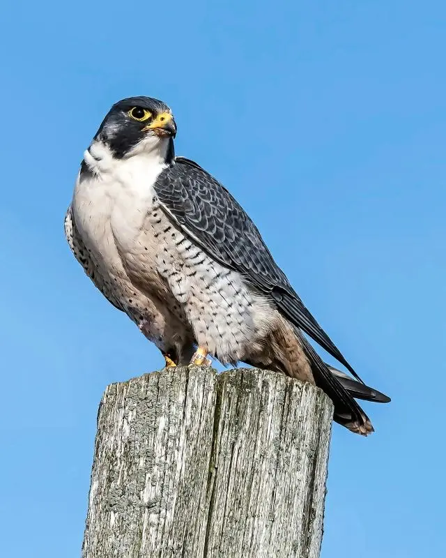 peregrine-falcon©Hans Toom de Pixabay
