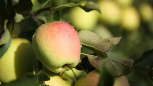 pomme2