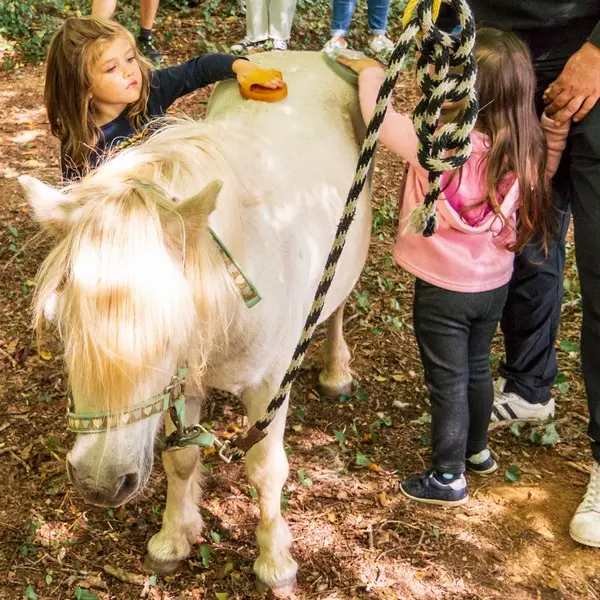 poney-Noalha (1)
