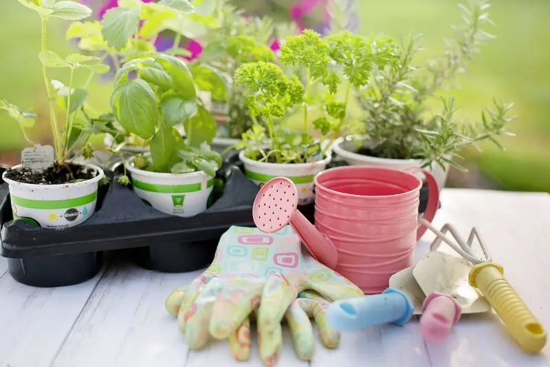 planting©Jill Wellington de pixabay