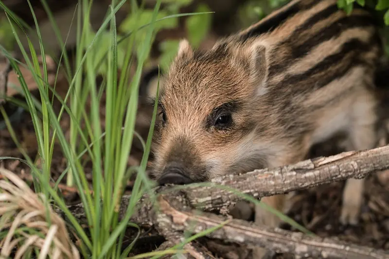 susib-wild-boar-piglet