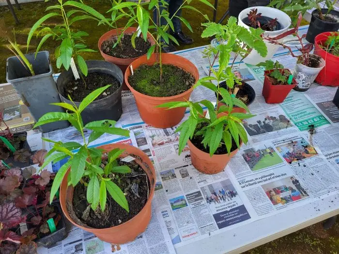 Troc plantes