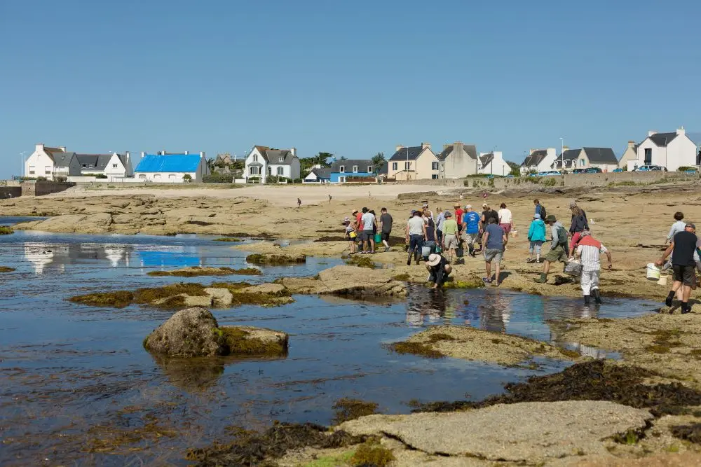 Découverte des algues et cuisine aux algues -Guilvinec - Lesconil -Pays bigouden