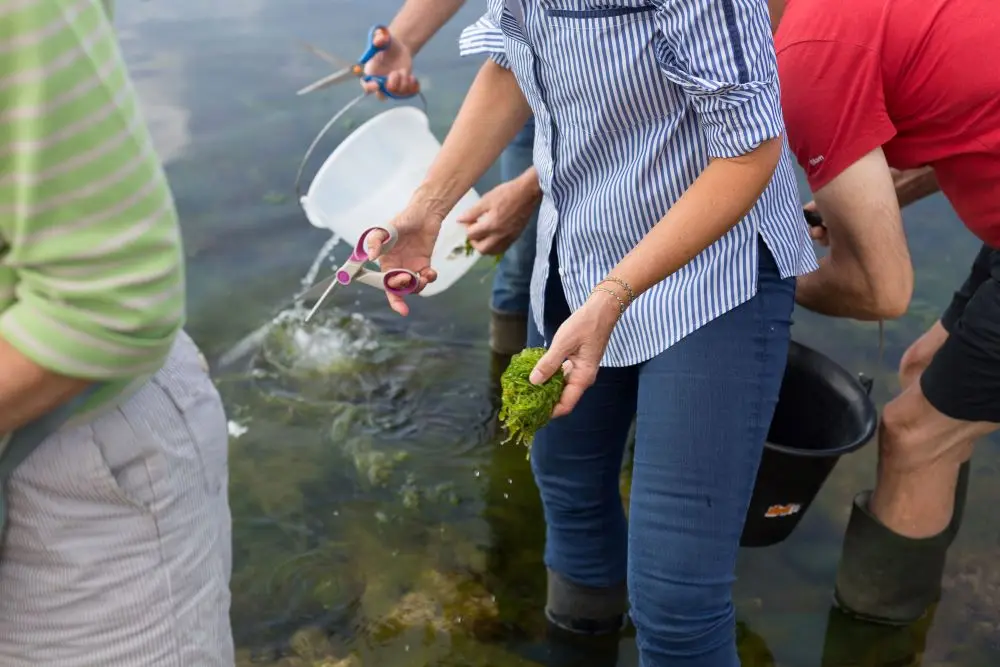Découverte des algues et cuisine aux algues -Guilvinec - Lesconil -Pays bigouden