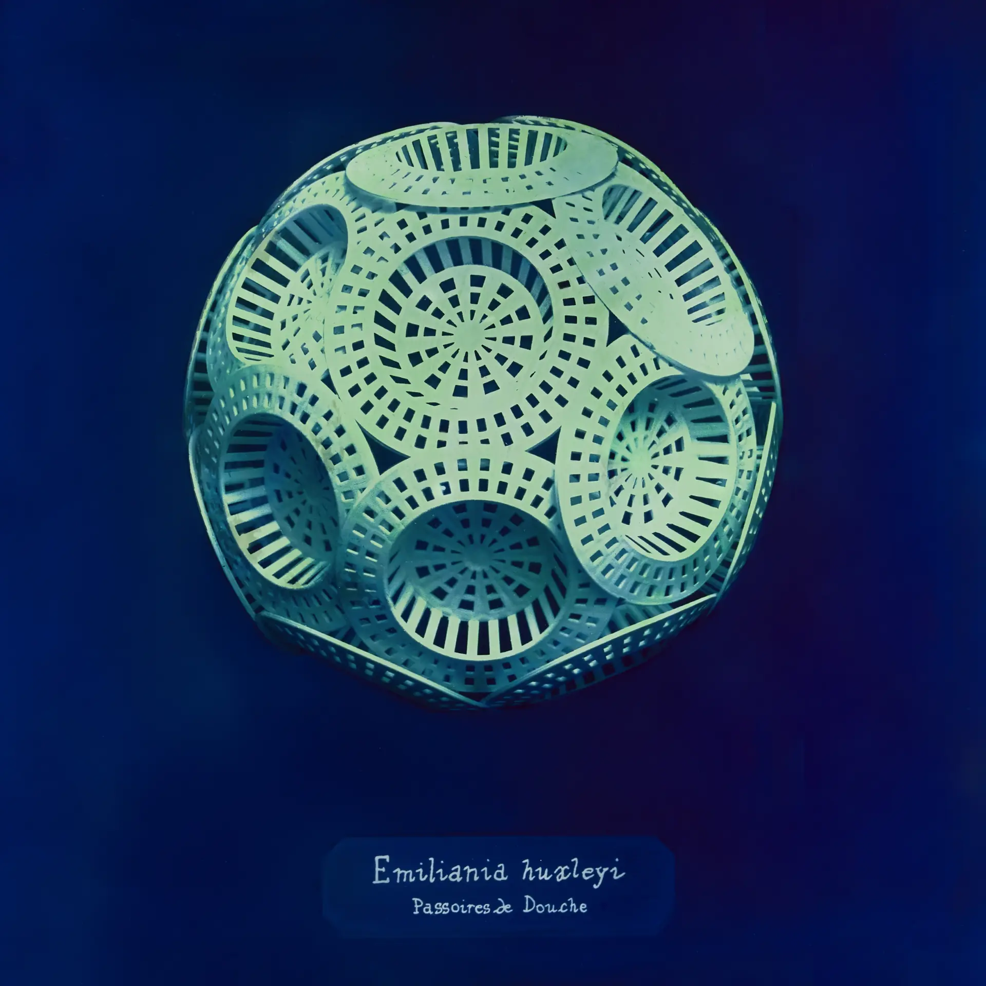 ©ManonLanjouère_Repro_Emiliania