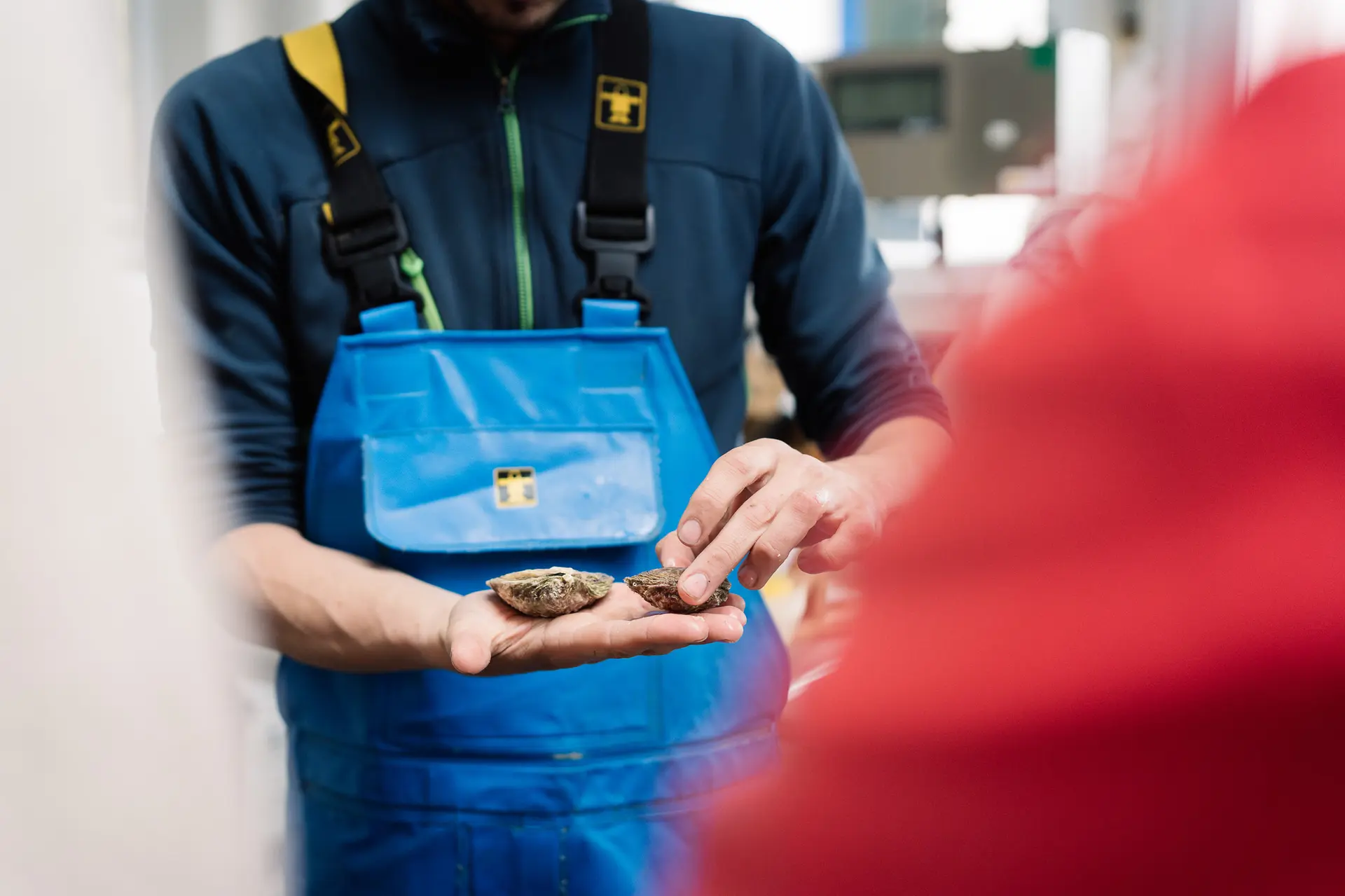 208-Moëlan-sur-Mer-Parcs ostréicoles et dégustation aux Huîtres MorvanHD