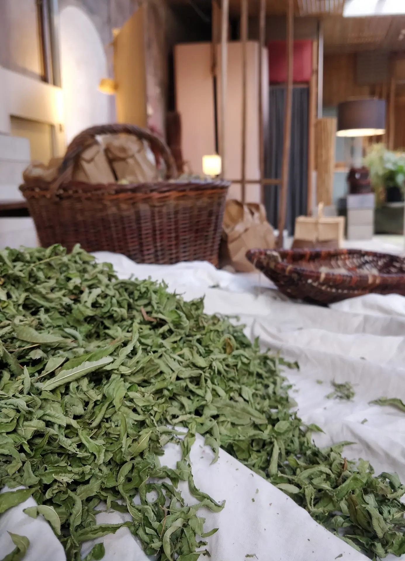 Visite de jardin de plantes aromatiques et médicinales - Plogastel St Germain