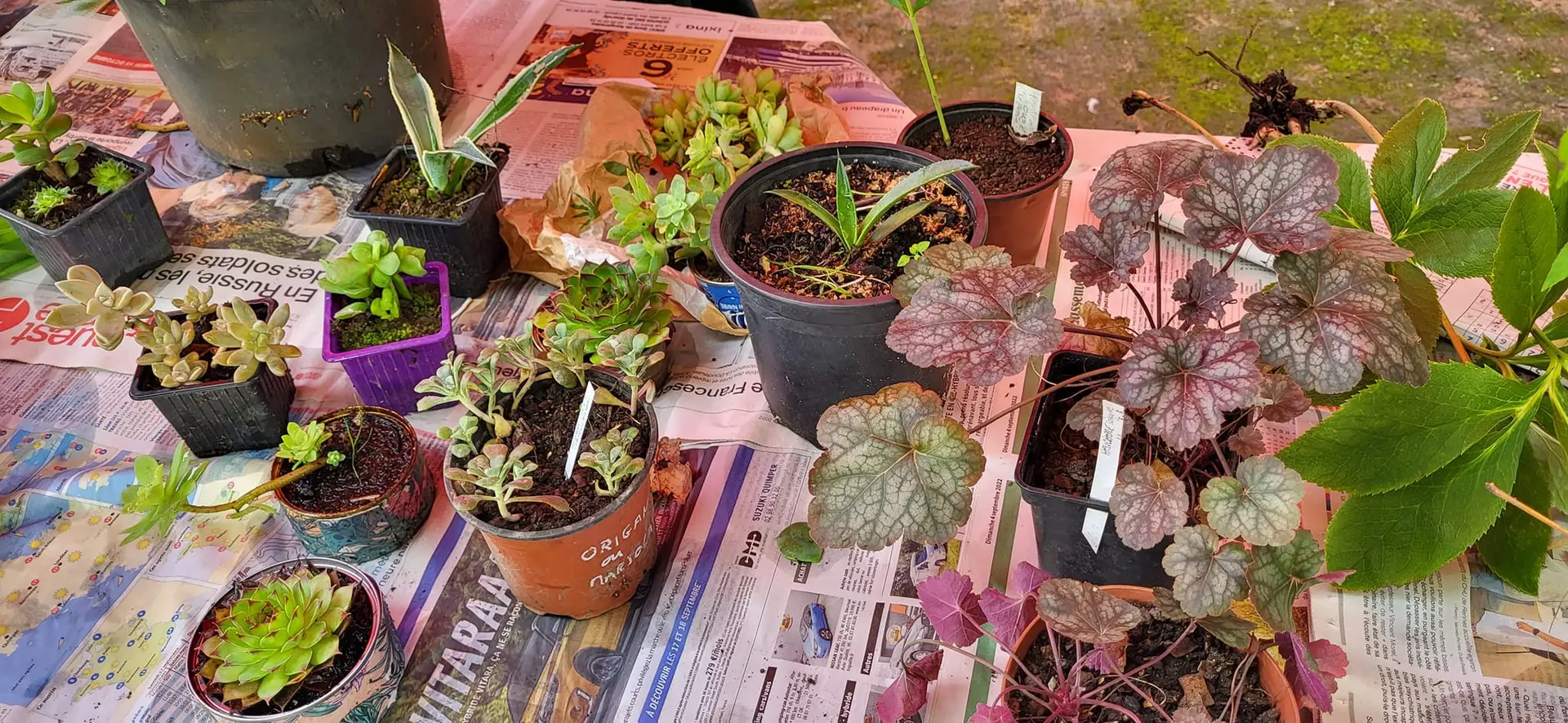 Troc plantes
