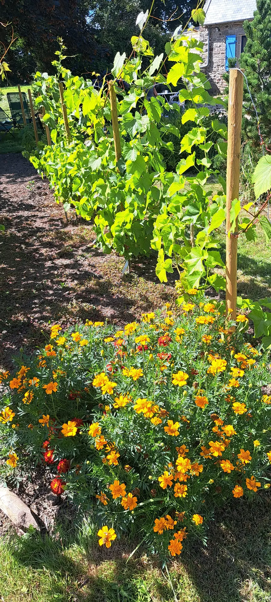 Jardin Ty Glaz - Ploneour-Lanvern - Pays bigouden