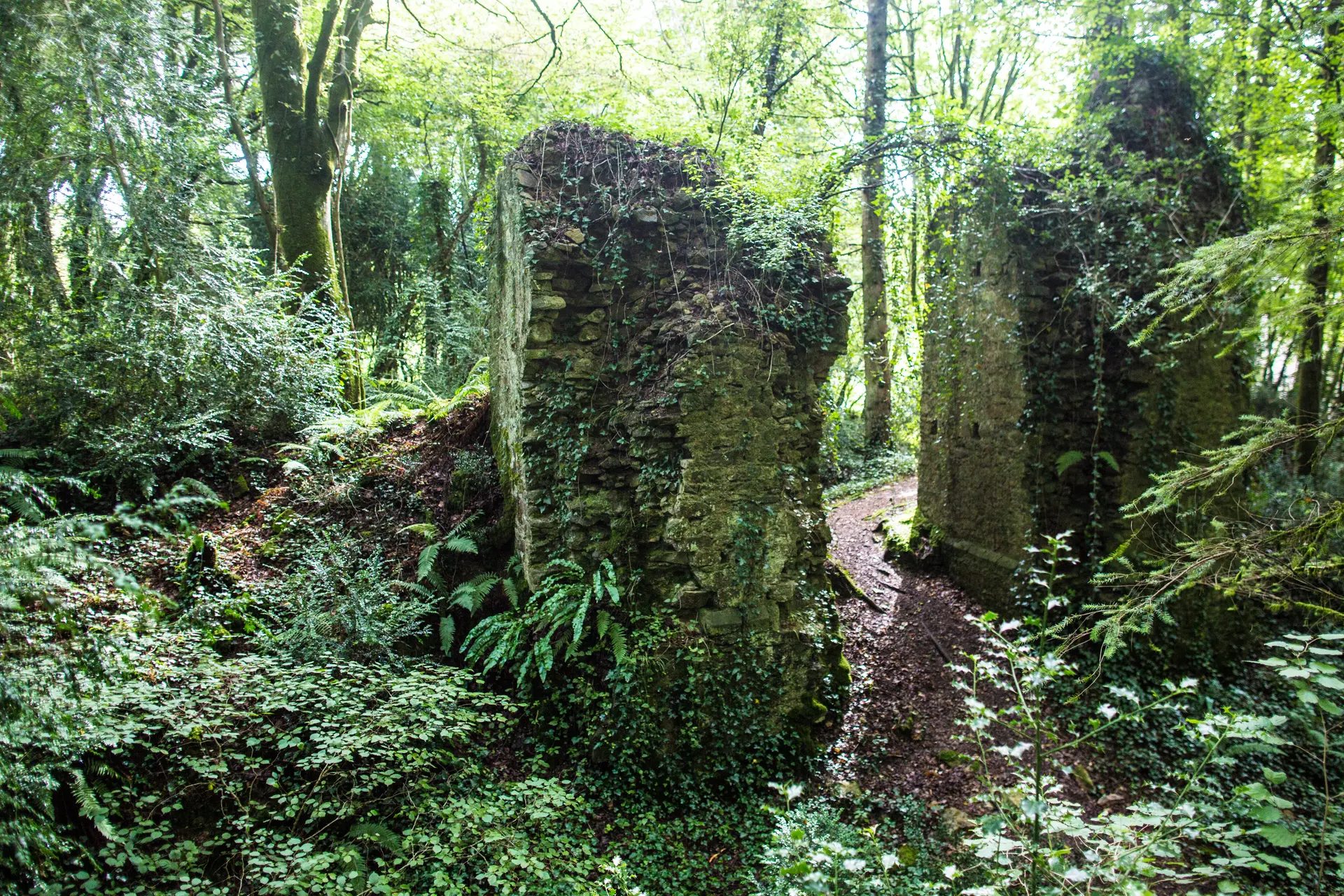 Forêt de Toulfoën