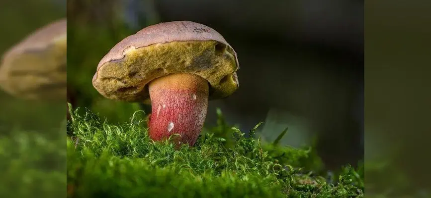 Balade nature au joli monde des champignons