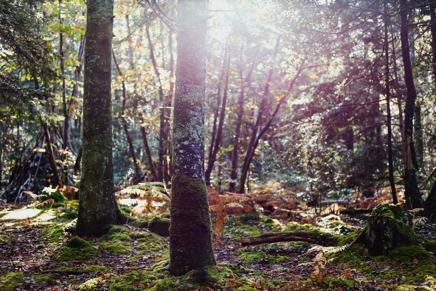 Rendez-vous nature - Combrit - Sainte-Marine - Pays bigouden