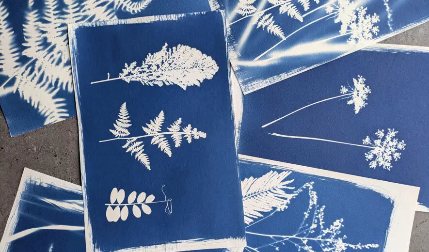 Cyanotype-Philippe-Breson-5-885x520