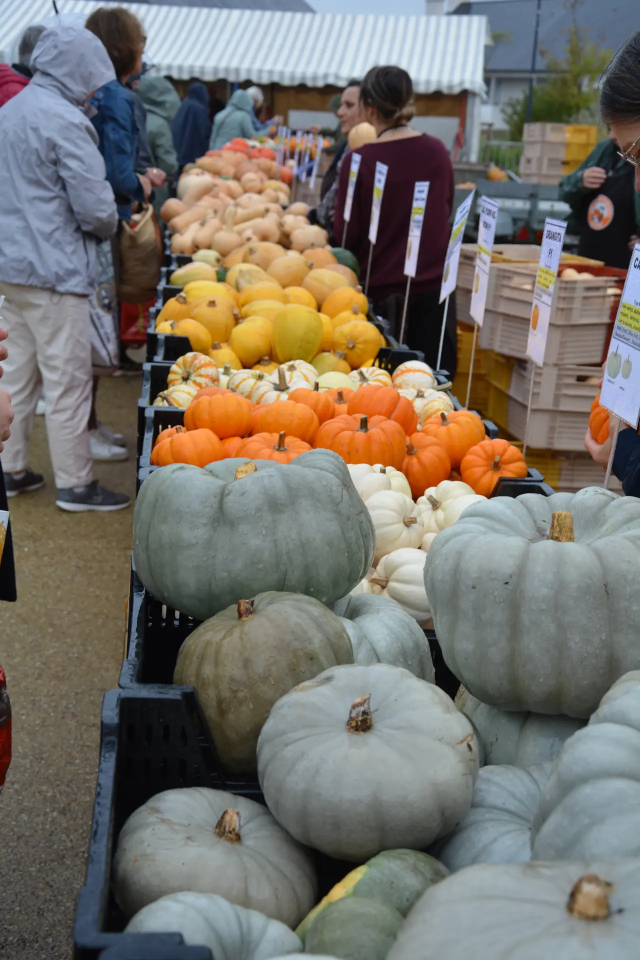Marche de cucurbitacés - Pouldreuzic - Pays Bigouden