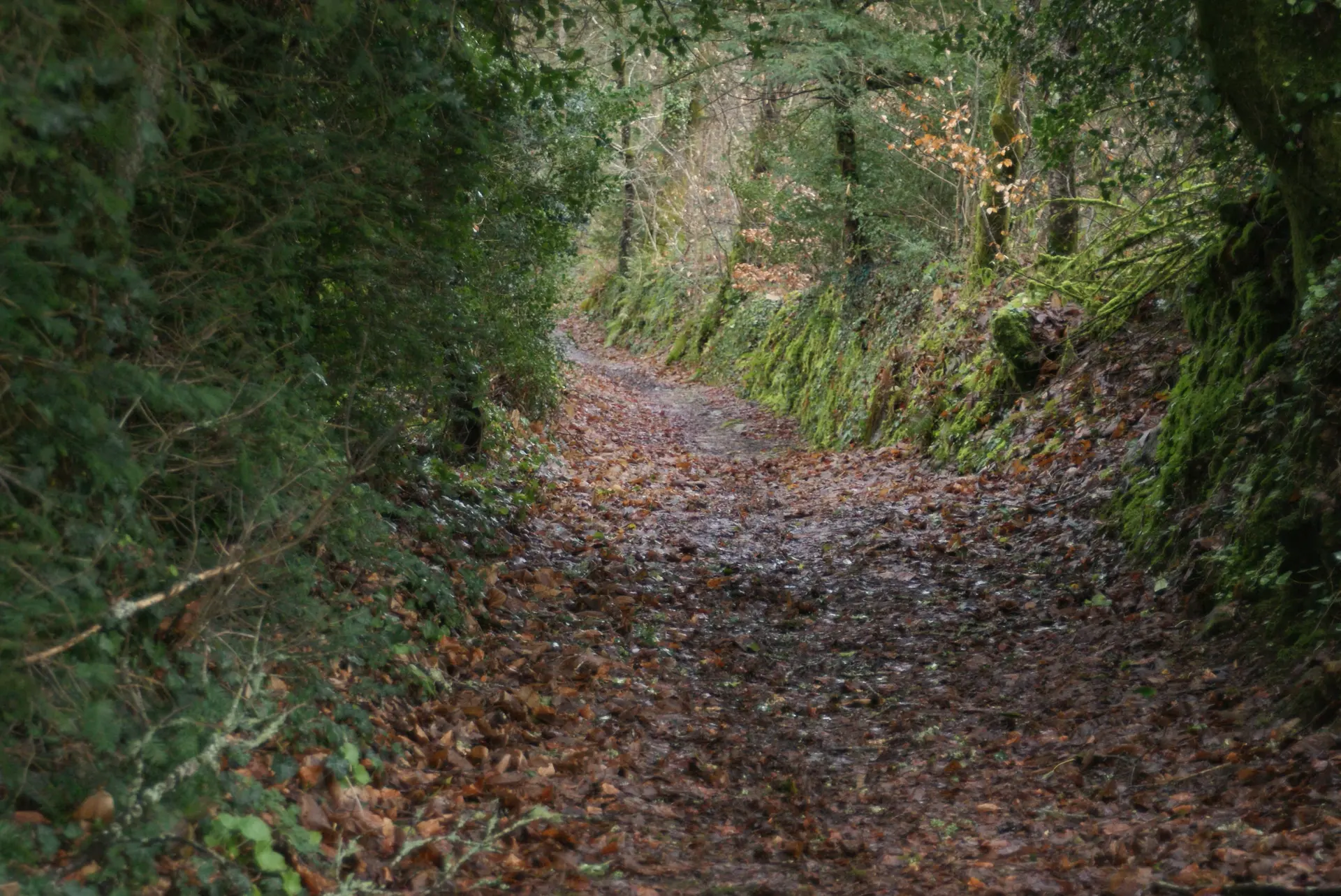 Chemin creux
