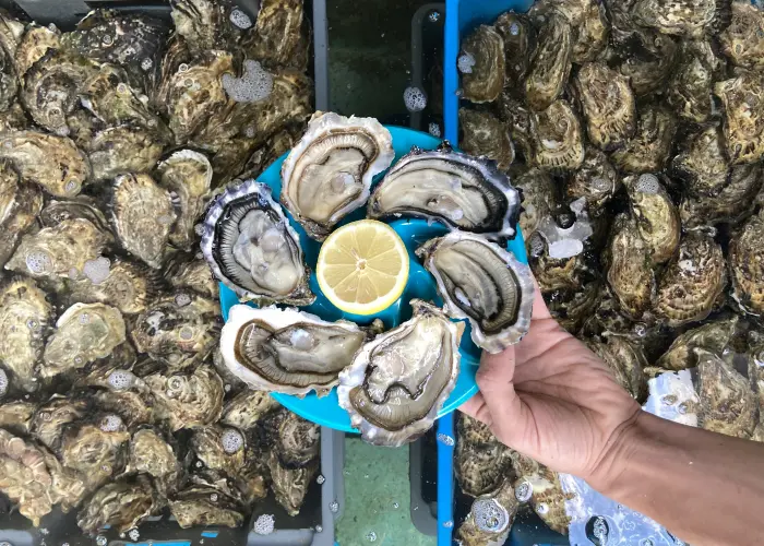 Huîtres Morvan
