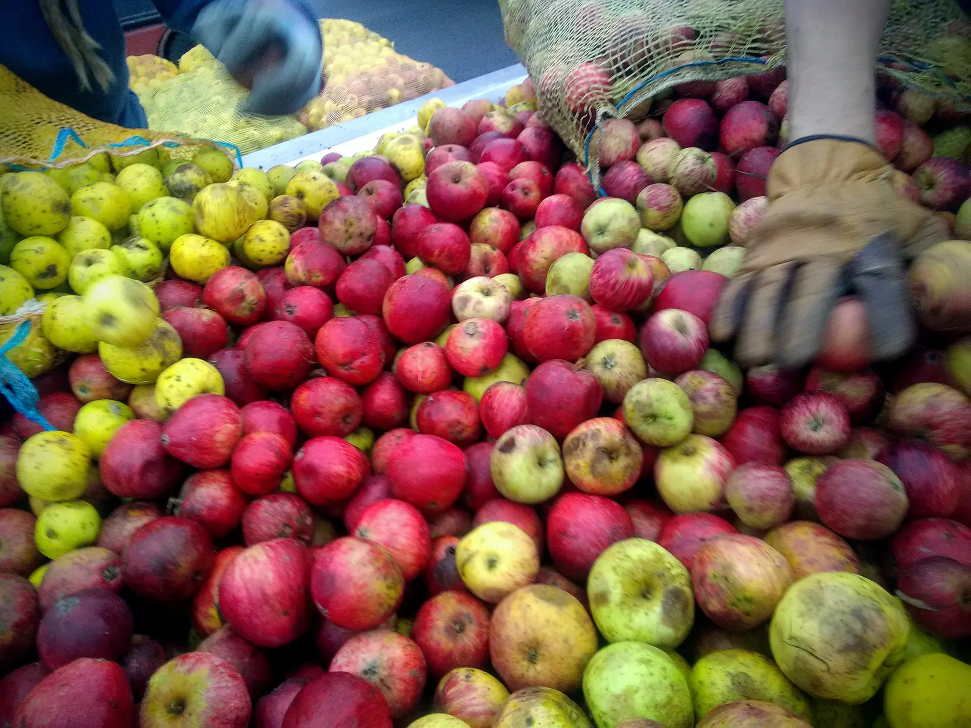 Atelier découverte de la Fabrication du cidre et du jus de pommes