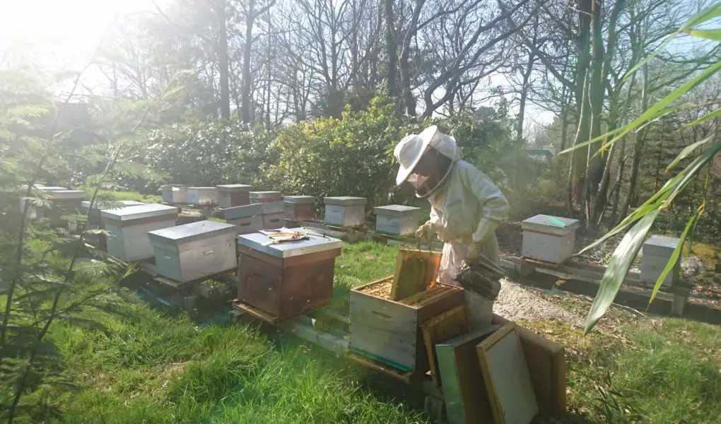 Les Ruches d'Armalia