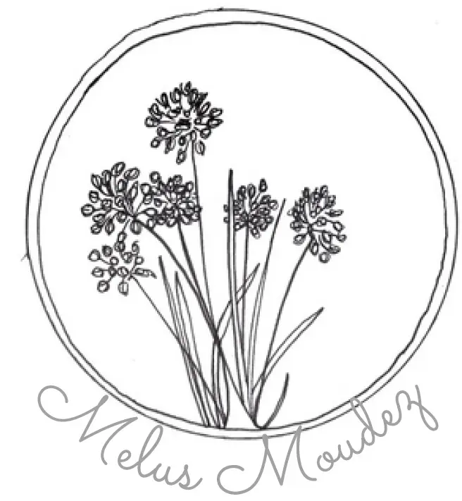 Melus_Moudez