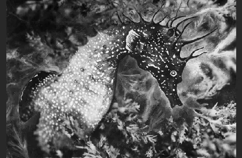 Musée de pont aven expo temporaire