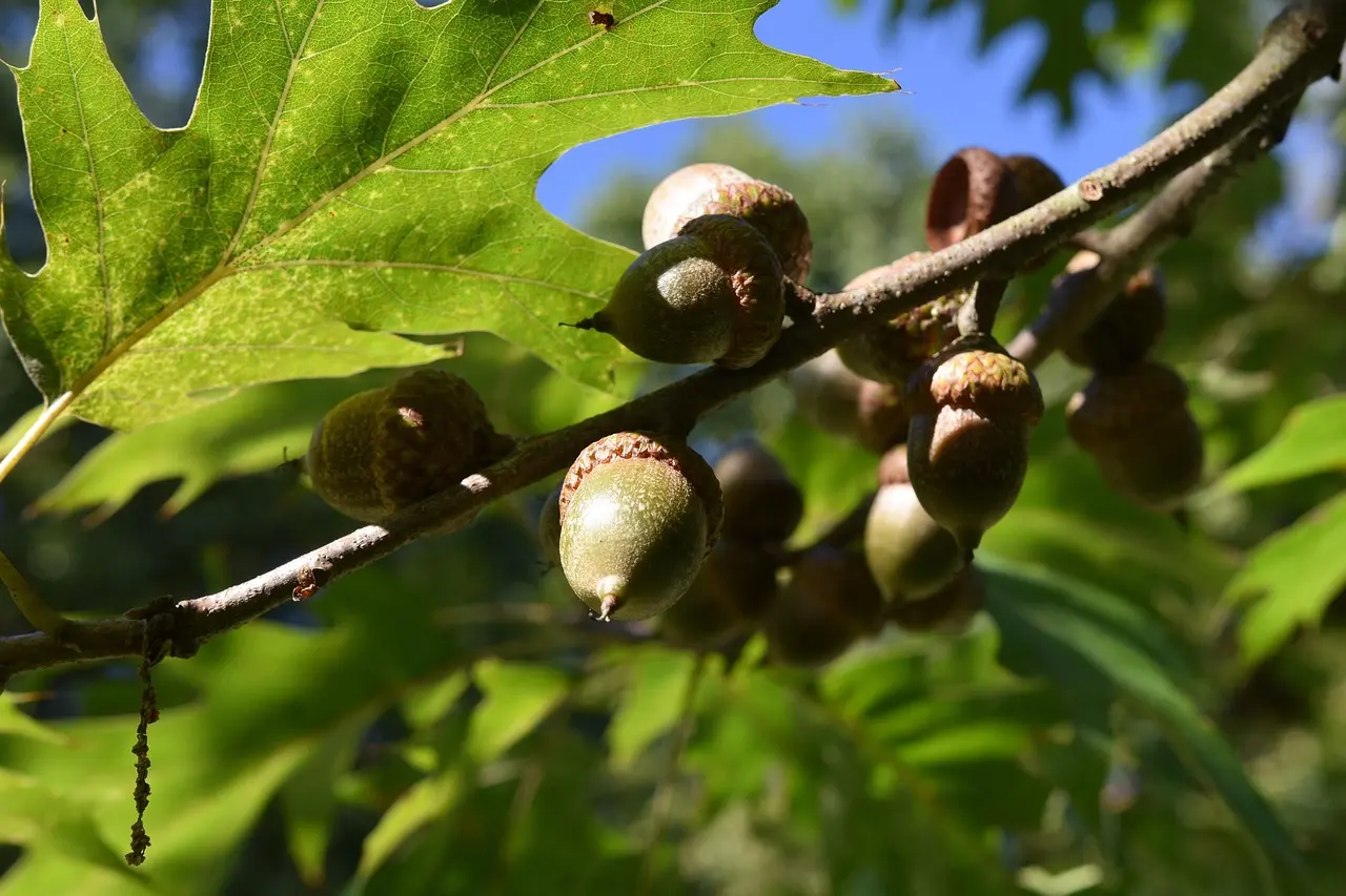 De la flore au land art - Landudec - Pays bigouden