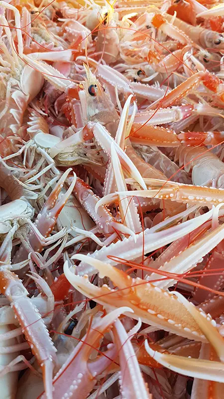 Fête de la langoustine - Plobannalec-Lesconil - Pays Bigouden - Bigoudenjoy