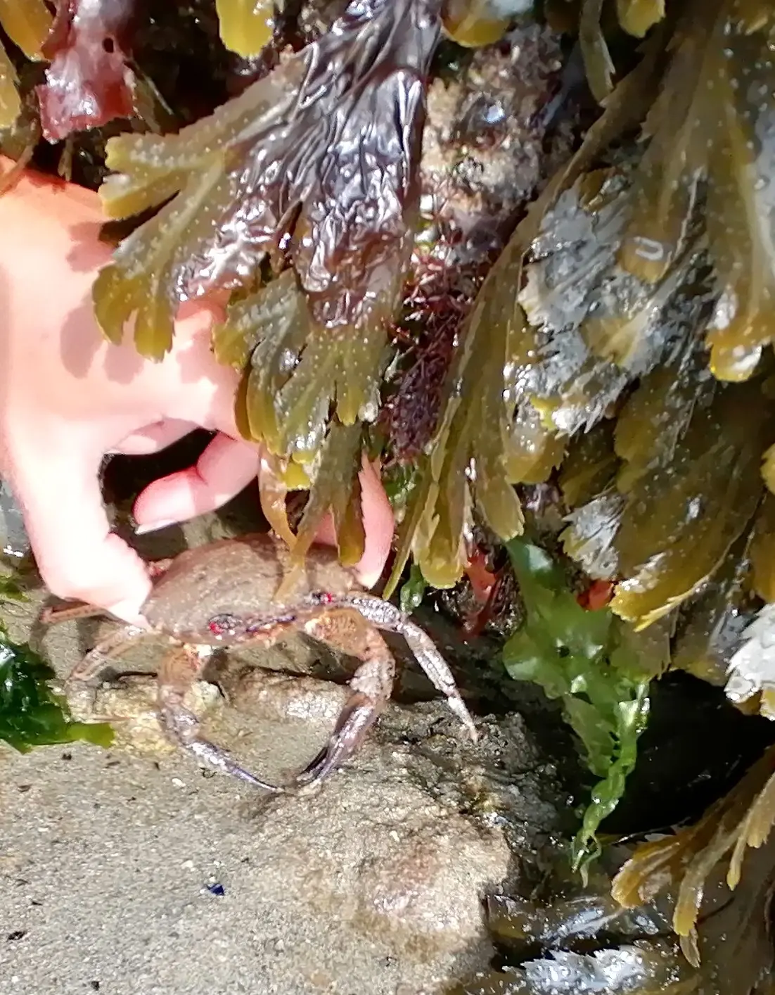 Découverte faune et flore - Poudreuzic- Pays Bigouden