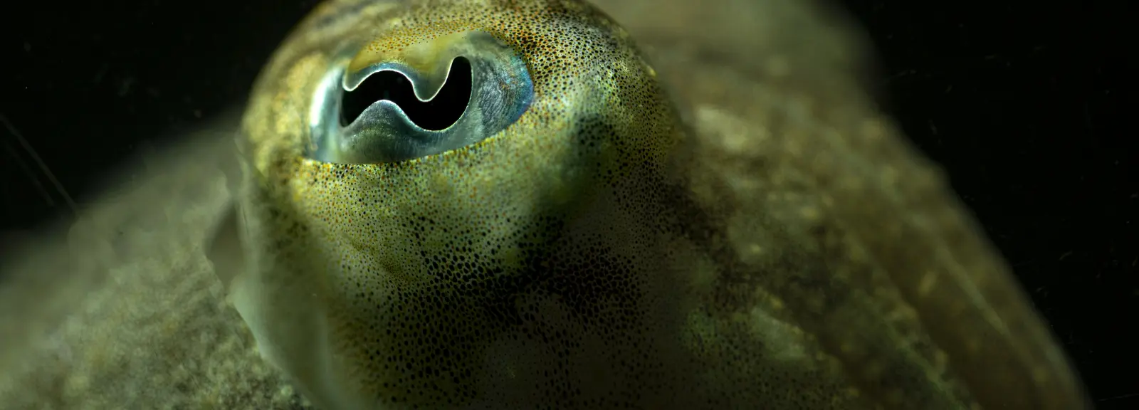 sepia_officinalis_agnes_iatzoura_1