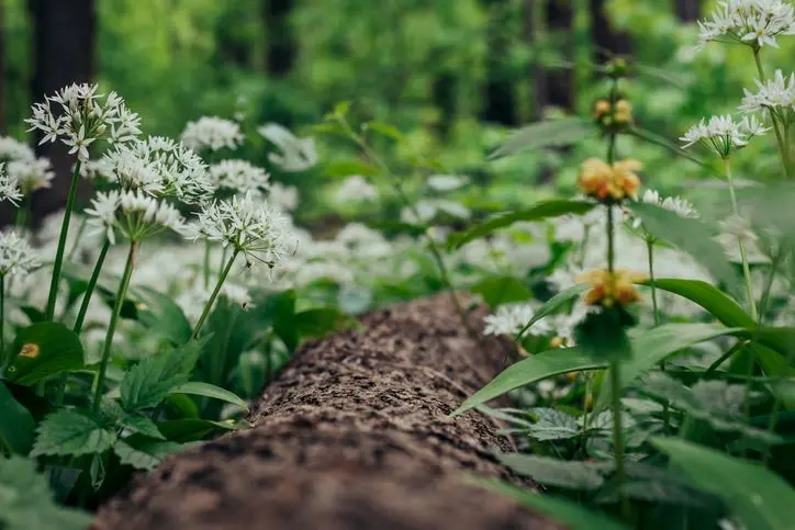 PLANTE SAUVAGE