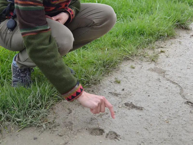 Sur les traces des animaux - Activité Terres d'Oiseaux - 800x600