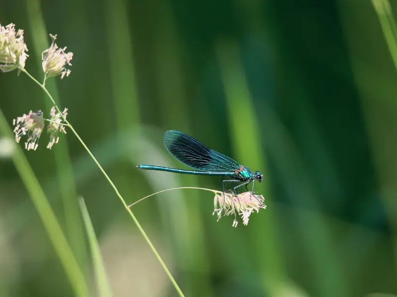 Fête de la Biodiversité à Terres d'Oiseaux - 800x600