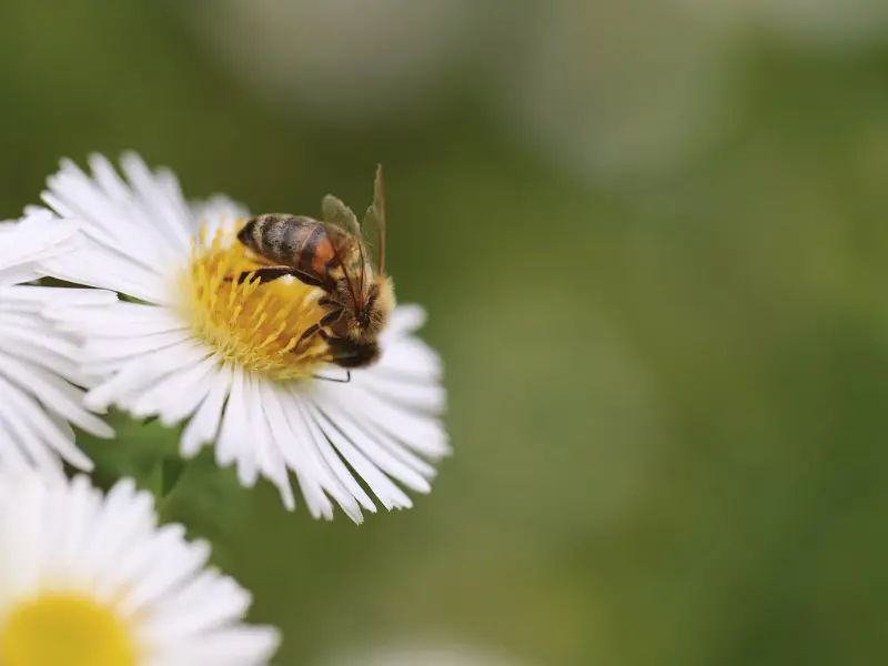 Fête de la Biodiversité à Terres d'Oiseaux - 800x600
