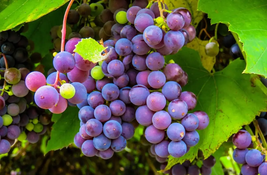 vendanges