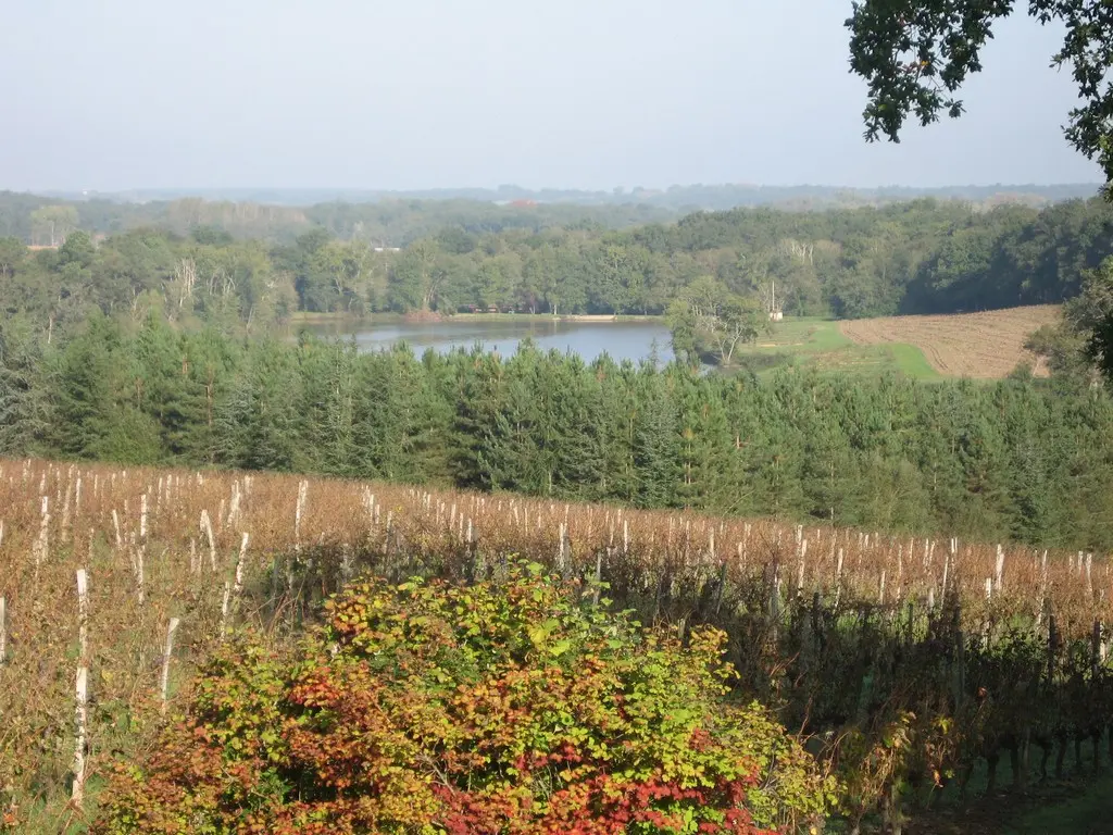 vignes_chateau_garreau
