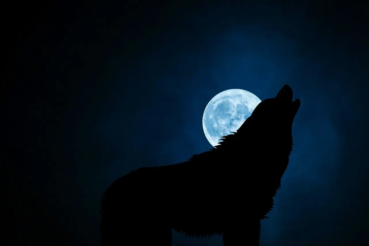 wolf-3022813_1280