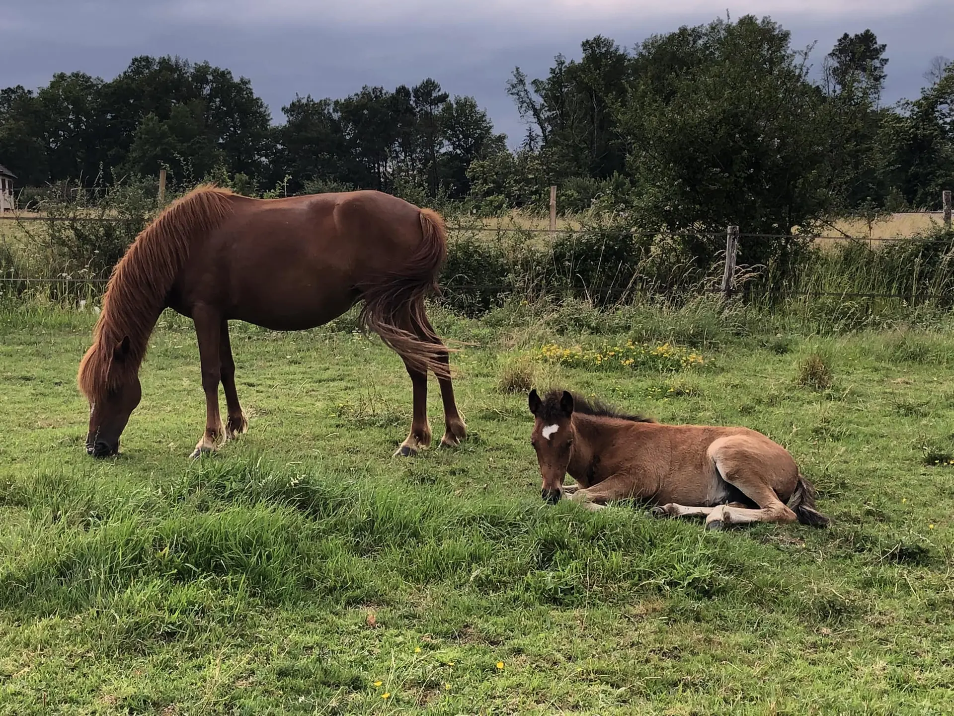 Ferme La Tuilière 03 chevaux