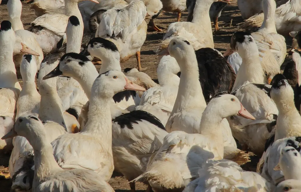 Ferme Parlariou - Canards en extérieur