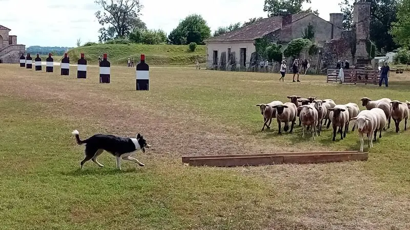 Fort Médoc - Concours Chiens de Berger