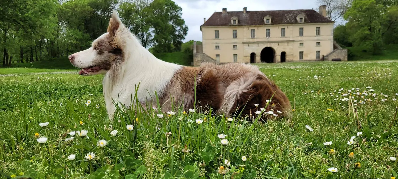 Fort Médoc - Concours Chiens de Berger