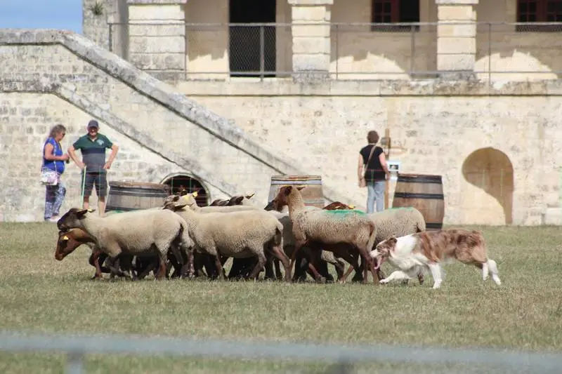 Fort Médoc - Concours Chiens de Berger