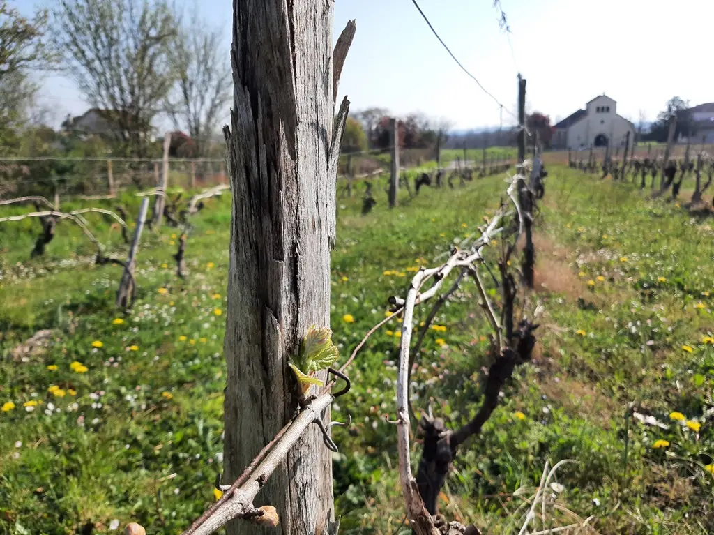 François - oeil de vigne (2)