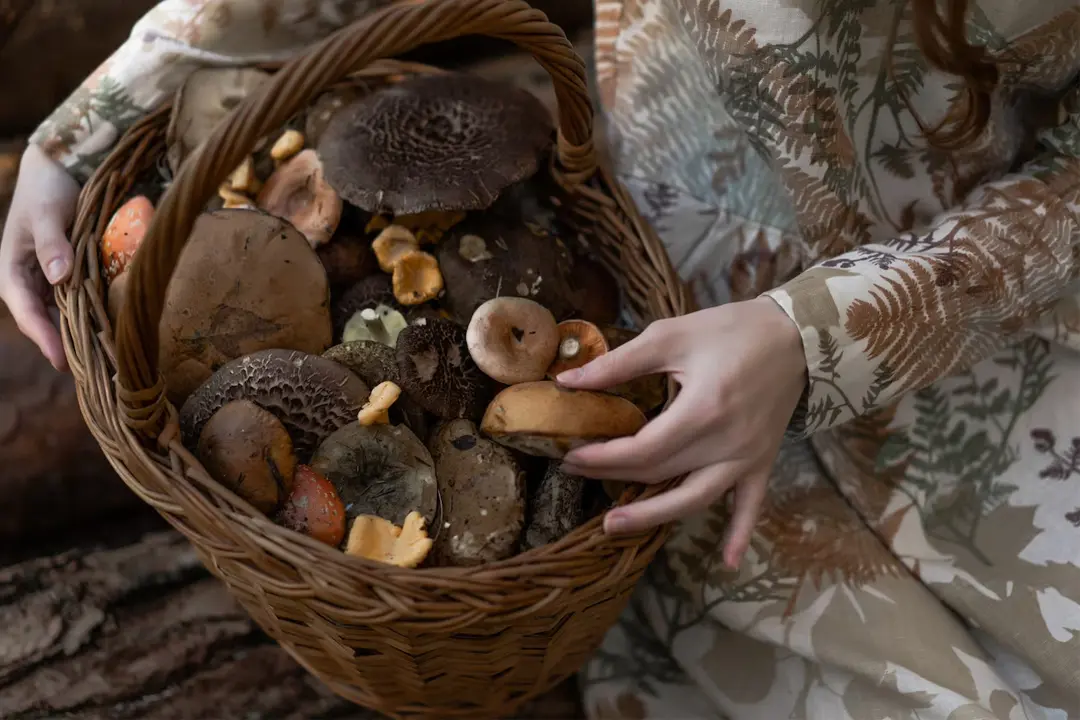 Image-panier-de-champignons