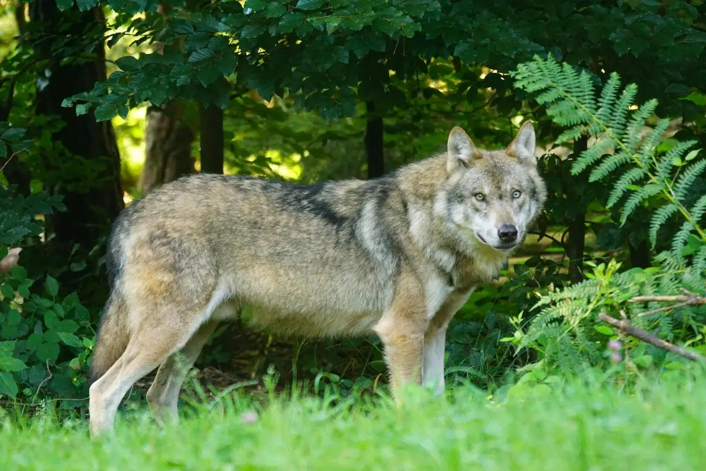 Loup-parcot-echourgnac-vallee-isle-perigord